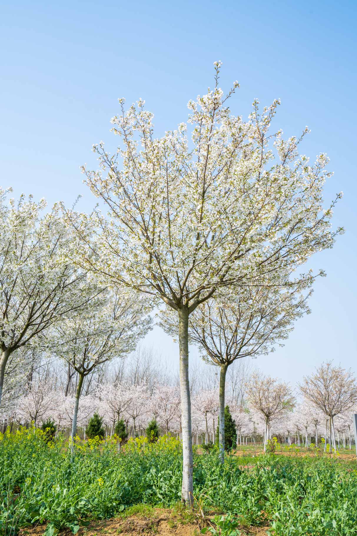 高杆樱花